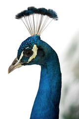 Fototapeta premium Close-up of Male Indian Peafowl in front of white background