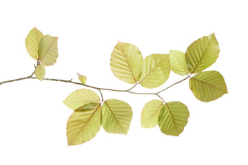 Spring birch tree leaves