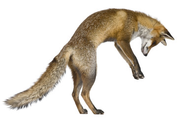 Fototapeta premium Side view of Red Fox, 1 year old, standing on hind legs