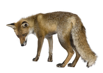 Side view of Red Fox, 1 year old