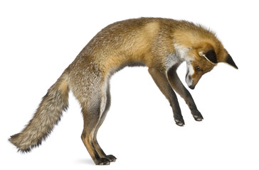 Side view of Red Fox, 1 year old, standing on hind legs