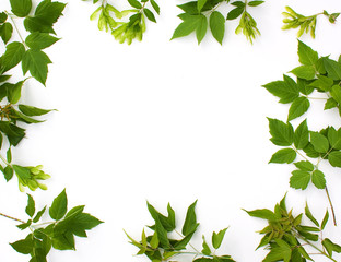 Naklejka premium Frame photo of leaves