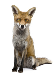 Front view of Red Fox, 1 year old