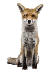 Front view of Red Fox, 1 year old