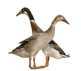 Male and female Indian Runner Duck, 3 years old