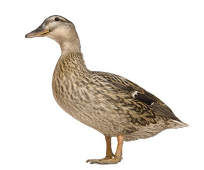 Female Mallard, 1 years old