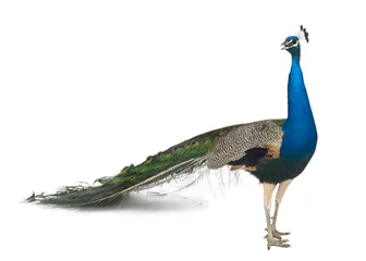 Wall murals Peacock Male Indian Peafowl in front of white background