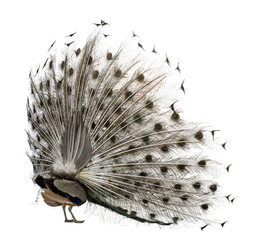 Fototapeta premium Rear view of Male Indian Peafowl displaying tail feathers