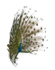 Papier Peint photo Paon Vue latérale du paon indien mâle affichant les plumes de la queue