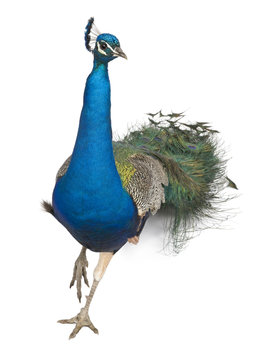 Fototapeta Male Indian Peafowl walking in front of white background