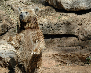Bear