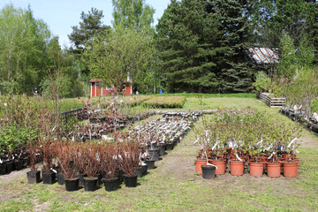 Shop seedlings