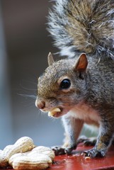 Baby Squirrel Eating in Rain