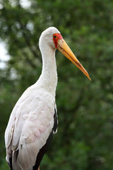 tantale ibis,mycteria ibis