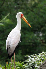 tantale ibis,mycteria ibis