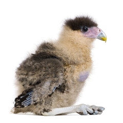 Southern Caracaras, 20 days old, in front of white background