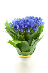 blue cornflower bunch in vase isolated