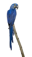 Naklejka premium Hyacinth Macaw, 1 year old, perching on branch