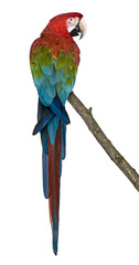 Naklejka premium Red-and-green Macaw perching on branch i