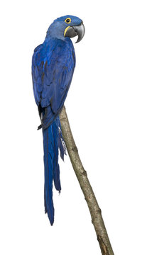 Fototapeta Hyacinth Macaw, 1 year old, perching on branch