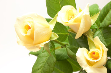 Beautiful pale yellowish rose isolated on white