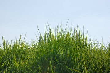 Herbes hautes sur un talus