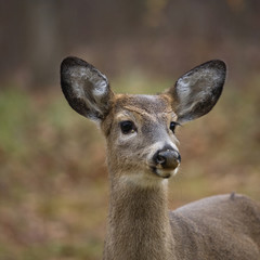 Obraz premium young buck