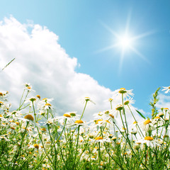 Fototapeta na wymiar White daisies,blue sky and sun.