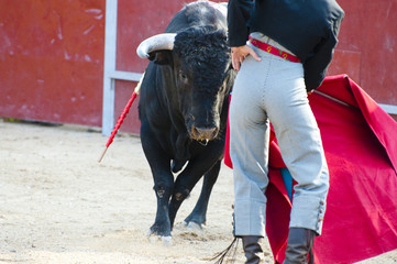 Fighting bull picture from Spain. Black bull