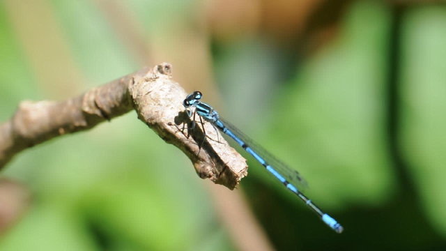 piccola libellula - damigella