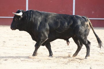 Fighting bull picture from Spain. Black bull