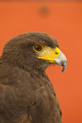 Black eagle