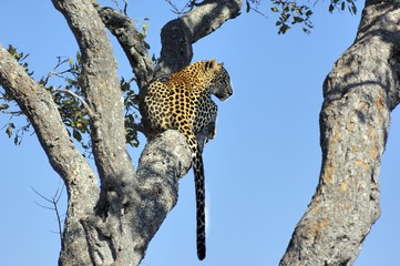 Leopard waiting on a branch