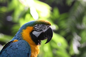 Blue and gold macaw