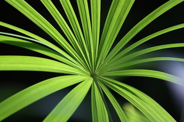 Green palm exposed