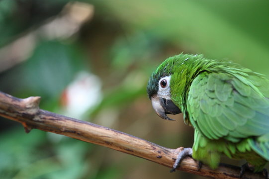 Green parrot from Brazil