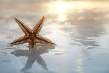 Fototapeta na wymiar shell starfish in the sea on sun background