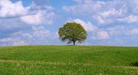 Obraz premium der baum