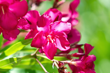 Fototapeta na wymiar Kwiat oleander fucshia