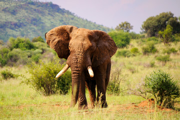 Fototapeta na wymiar Walking elephant