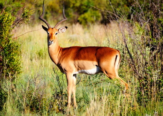 Antelope