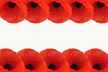 Fototapeta premium Arrangement of poppy's, border for your text