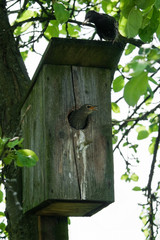 starling