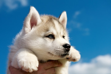 Siberian husky dog puppy © Kadmy