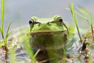 frog
