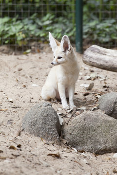 fennec