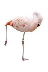 Fotobehang Flamingo © RomainQuéré