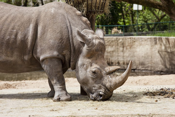 Obraz premium rhinocéros