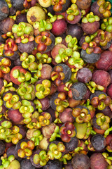 Mangosteen, queen of tropical fruit