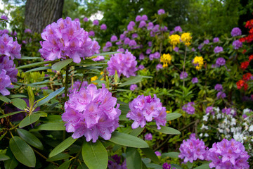 Fototapeta premium Blüten